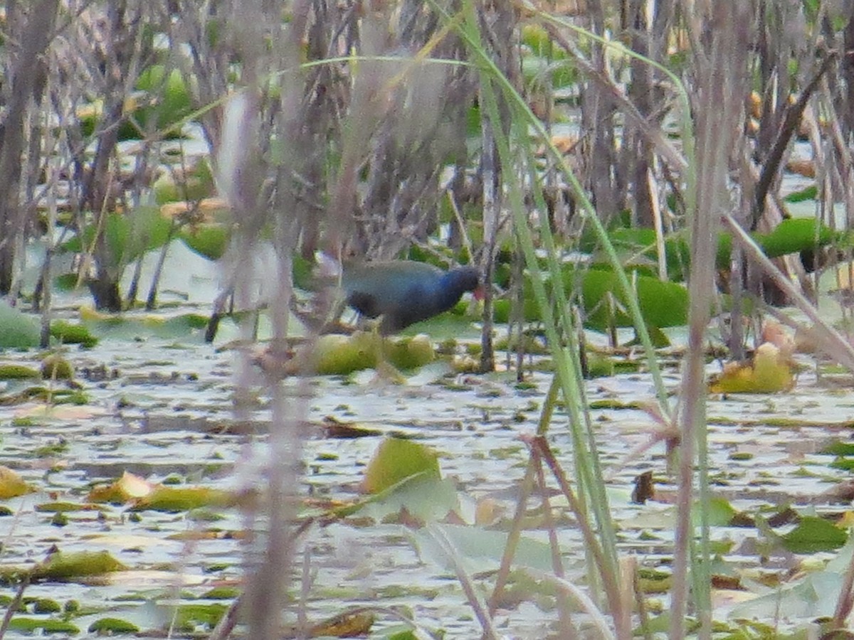 Purple Gallinule - ML520739121