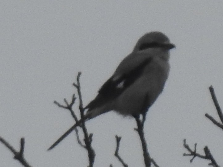 Northern Shrike - ML520739491