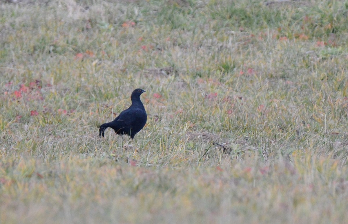 Caucasian Grouse - ML520739841