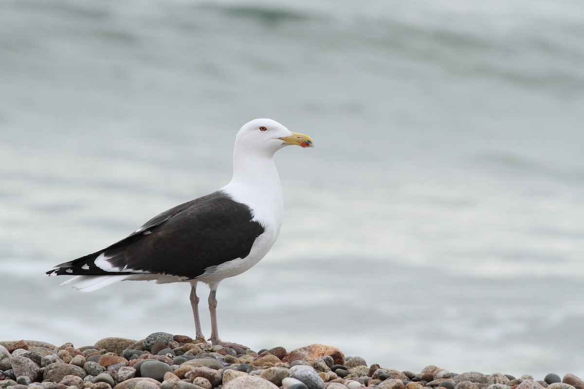 Great Black-backed Gull - Evan Lipton