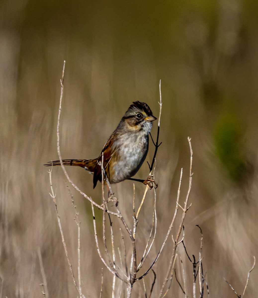 Swamp Sparrow - ML520740121