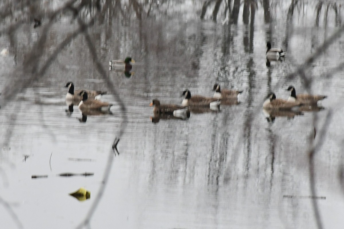 Greater White-fronted Goose - ML520740441