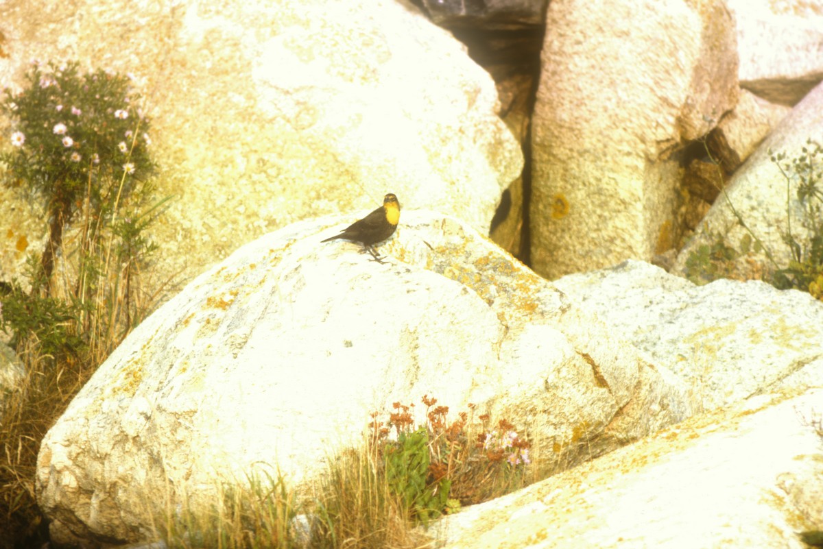Yellow-headed Blackbird - ML520741331