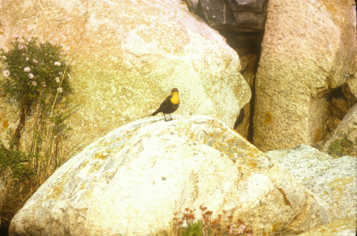 Yellow-headed Blackbird - Steve Baird