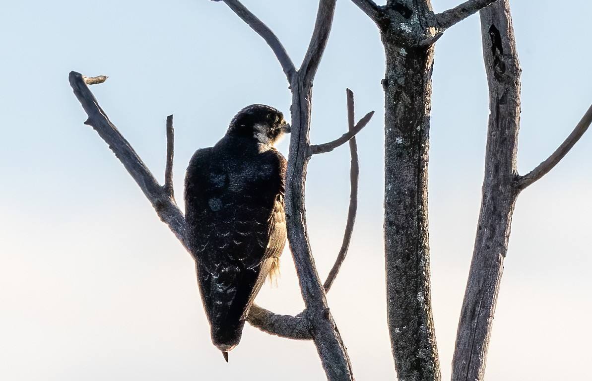 Peregrine Falcon - Bernard Kempinski