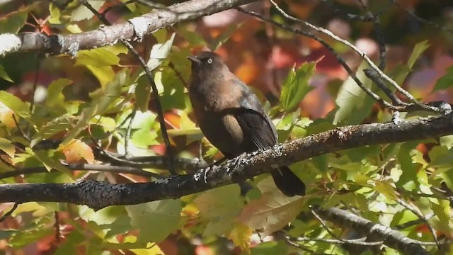 Rusty Blackbird - ML520742191