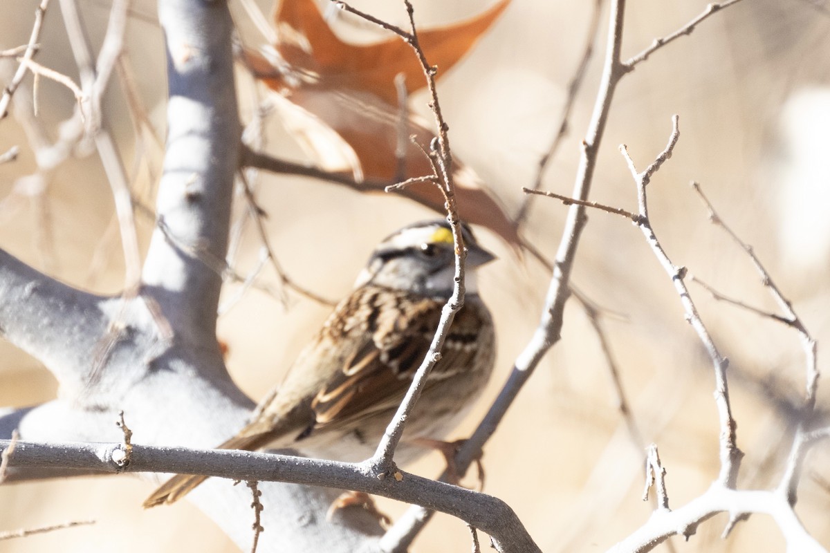 White-throated Sparrow - ML520742711