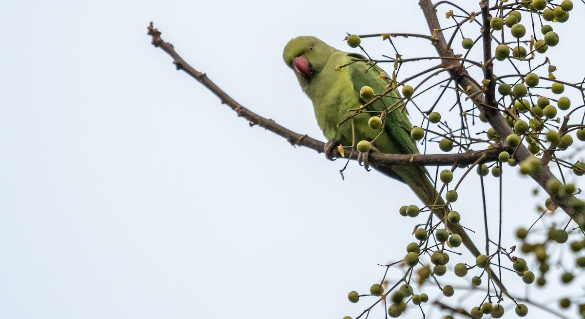 ホンセイインコ - ML520743221