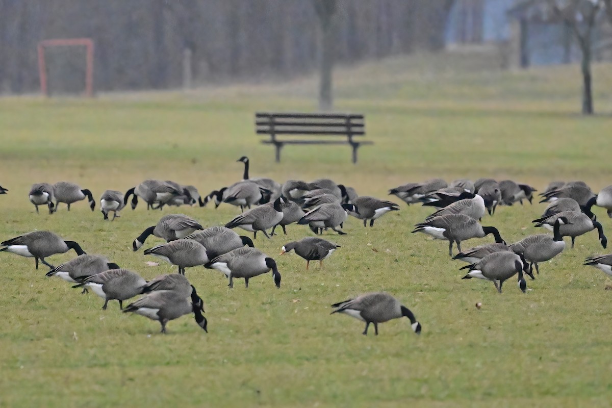 Greater White-fronted Goose - Eileen Gibney