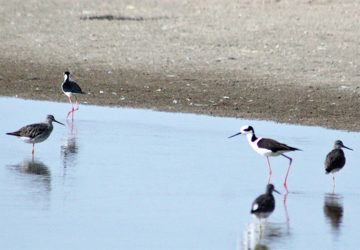 Black-necked Stilt (White-backed) - ML52074401