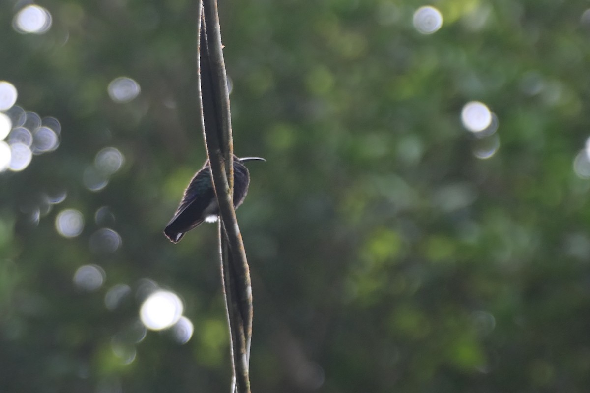 Green-throated Carib - ML520744941