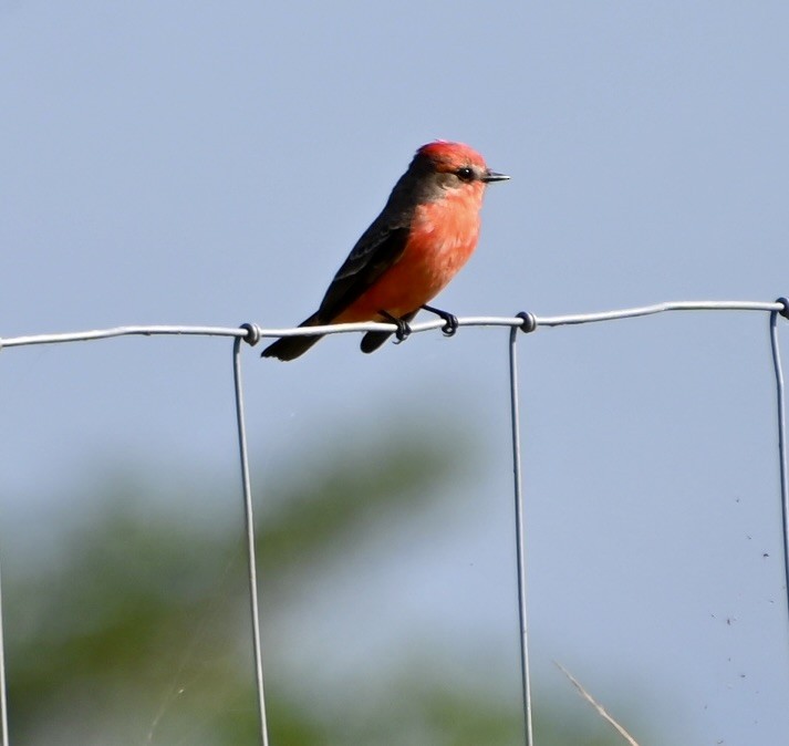 Vermilion Flycatcher - ML520745011