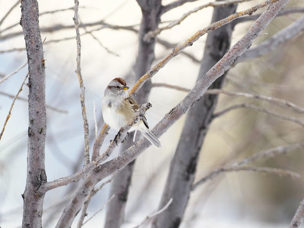 American Tree Sparrow - ML520747331