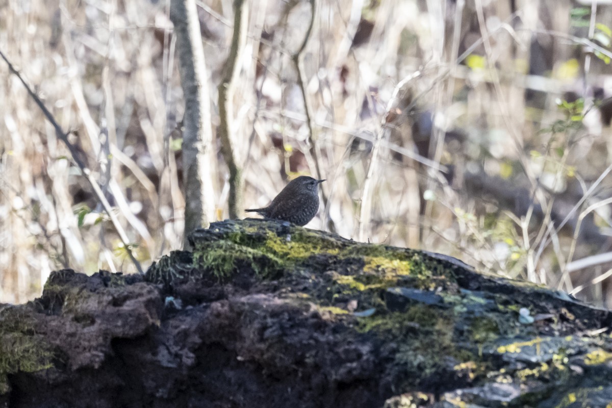 Winter Wren - ML520747341