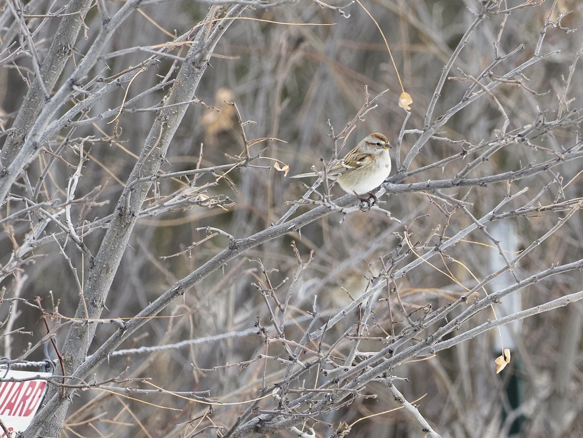 American Tree Sparrow - ML520747791