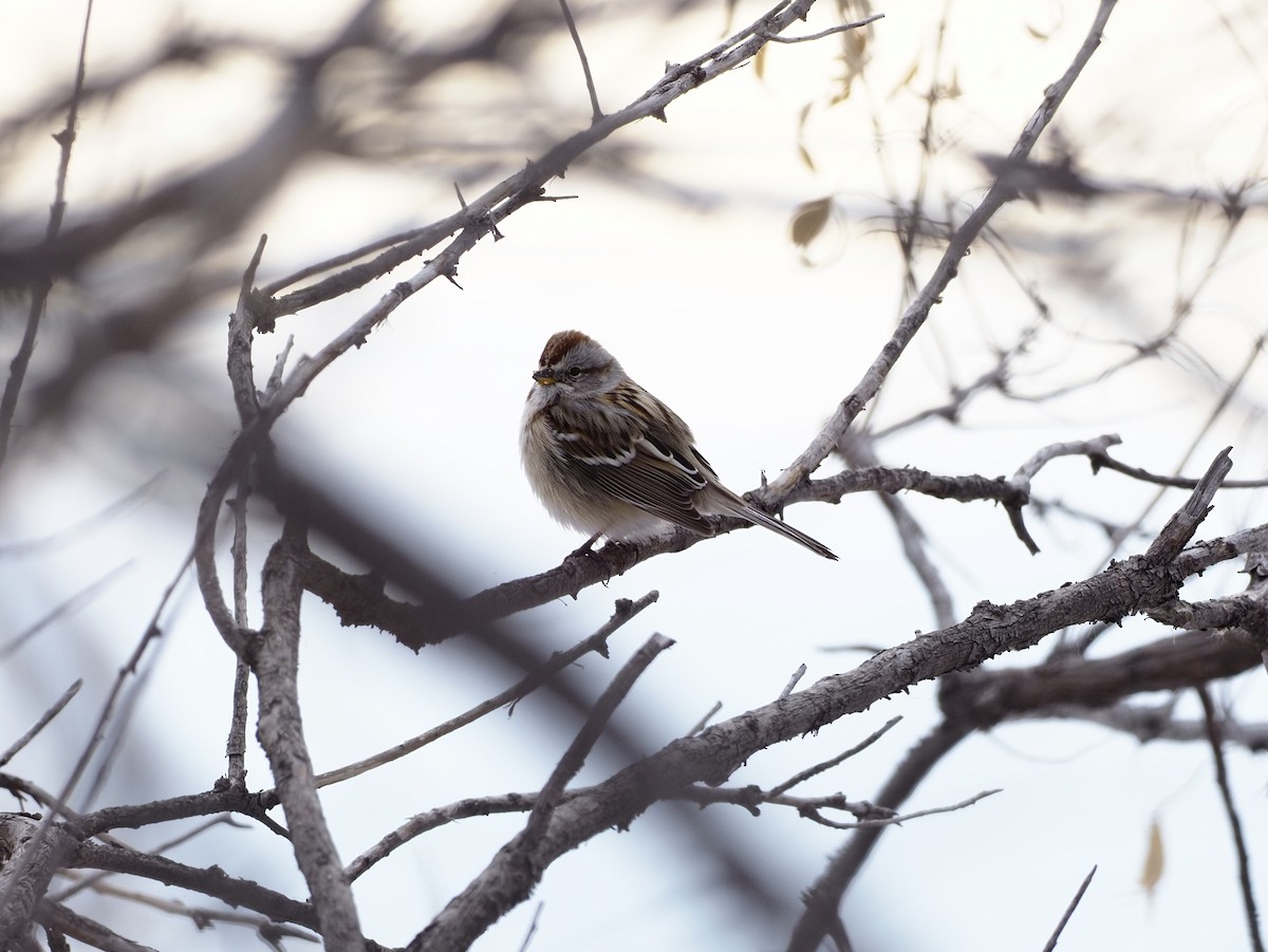 American Tree Sparrow - ML520747801