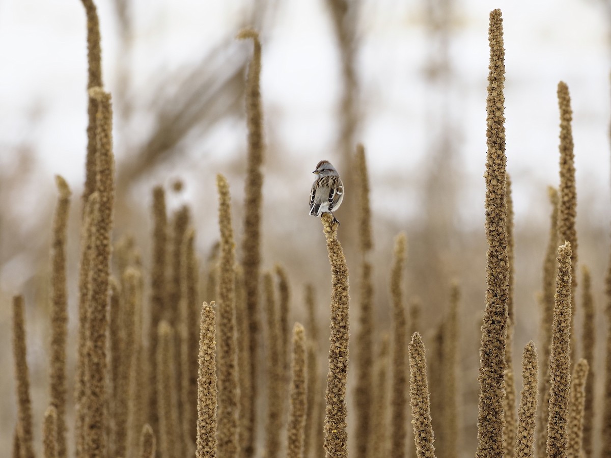 American Tree Sparrow - ML520747811