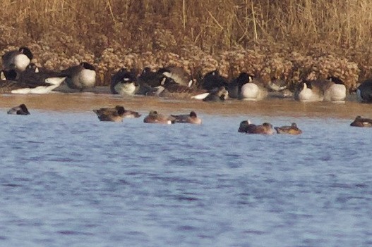 Eurasian Wigeon - ML520748141