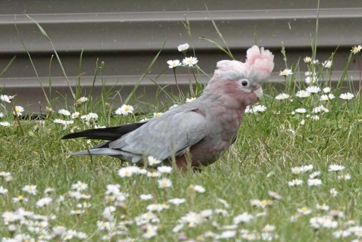 Cacatúa Galah - ML520749051