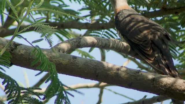 Red-chested Cuckoo - ML520749511