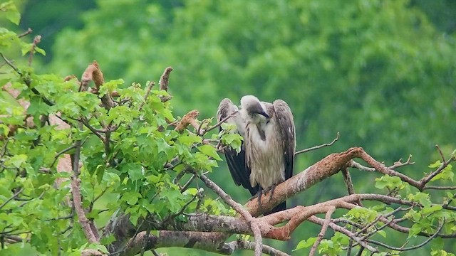 White-backed Vulture - ML520750801