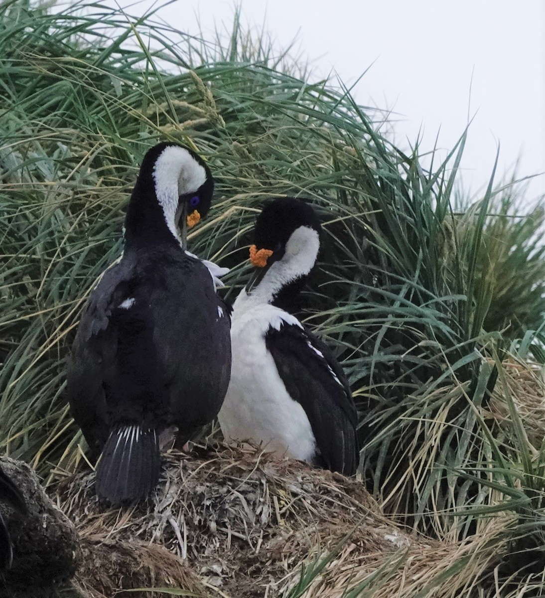 South Georgia Shag - ML520752151