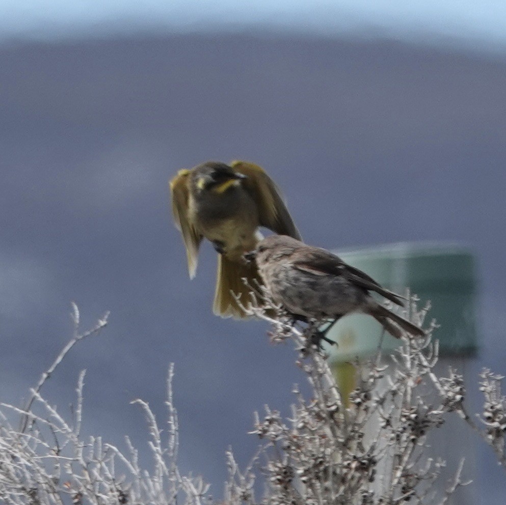 Yellow-throated Honeyeater - ML520752211