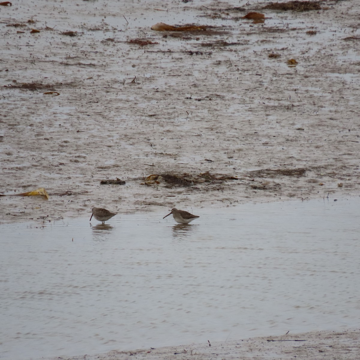 Long-billed Dowitcher - Sylvia Craig