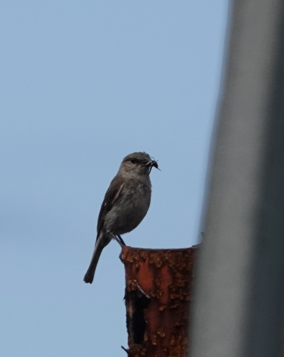 Dusky Robin - Judith White