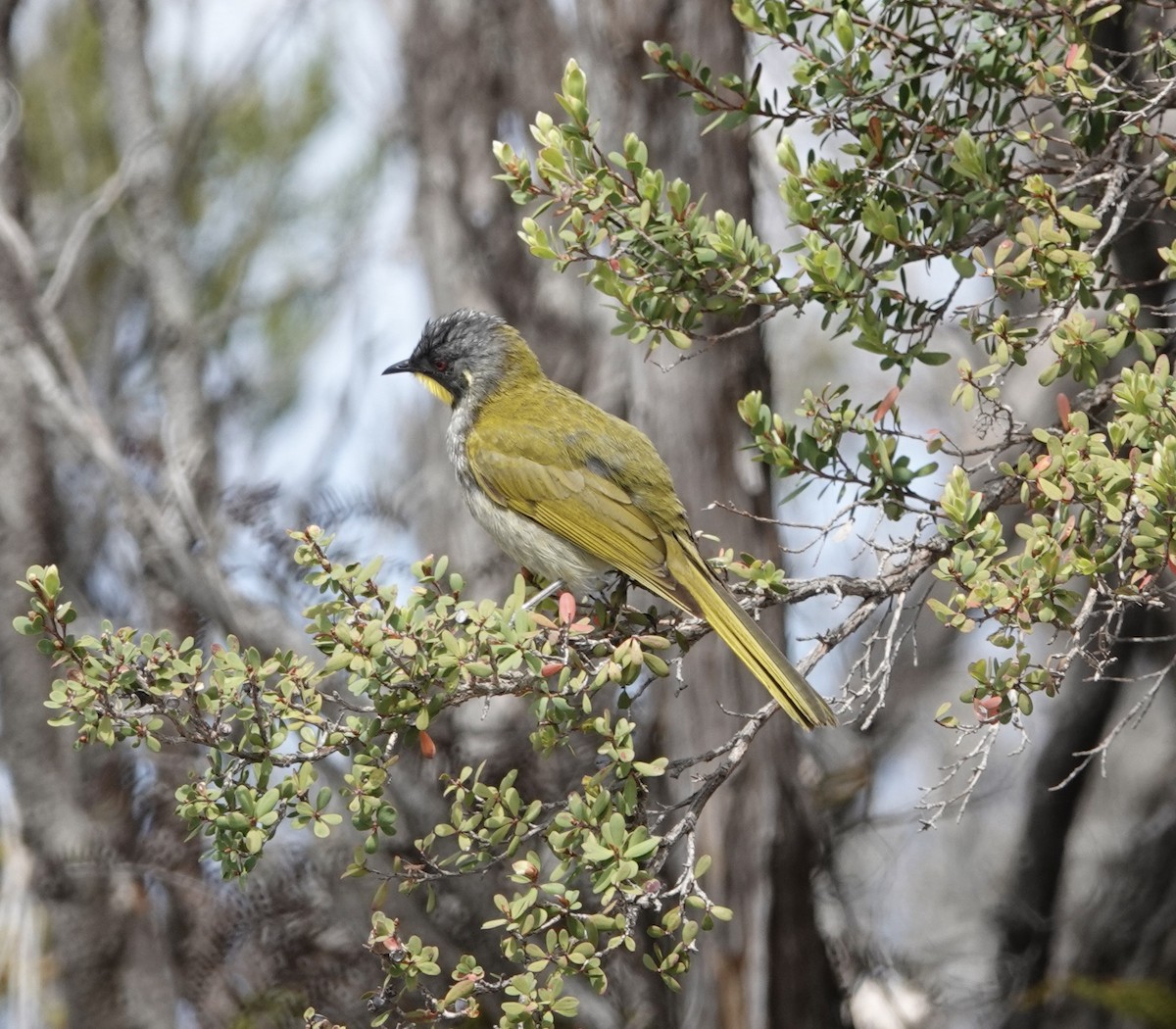 Yellow-throated Honeyeater - ML520752491