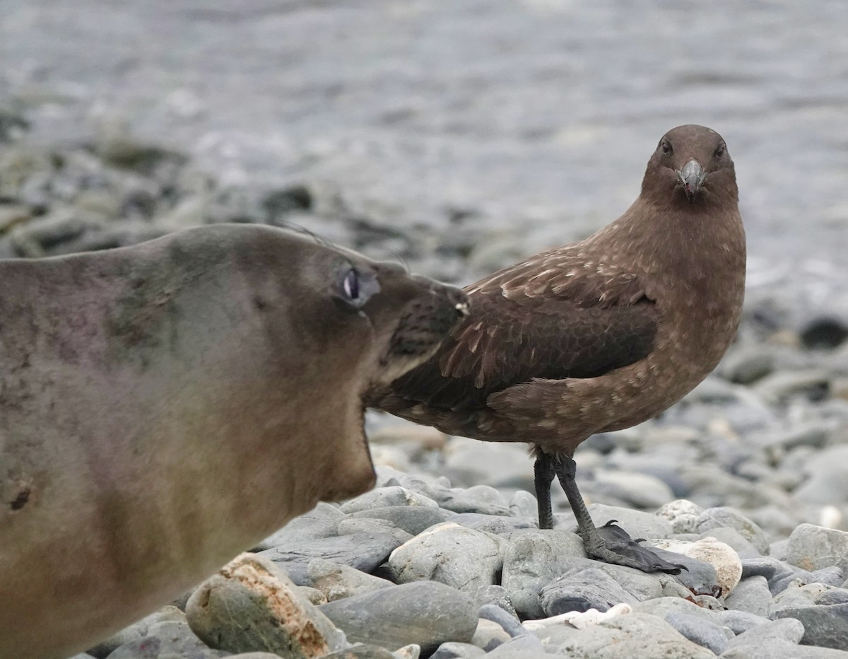 Brown Skua - Rich Wilkens