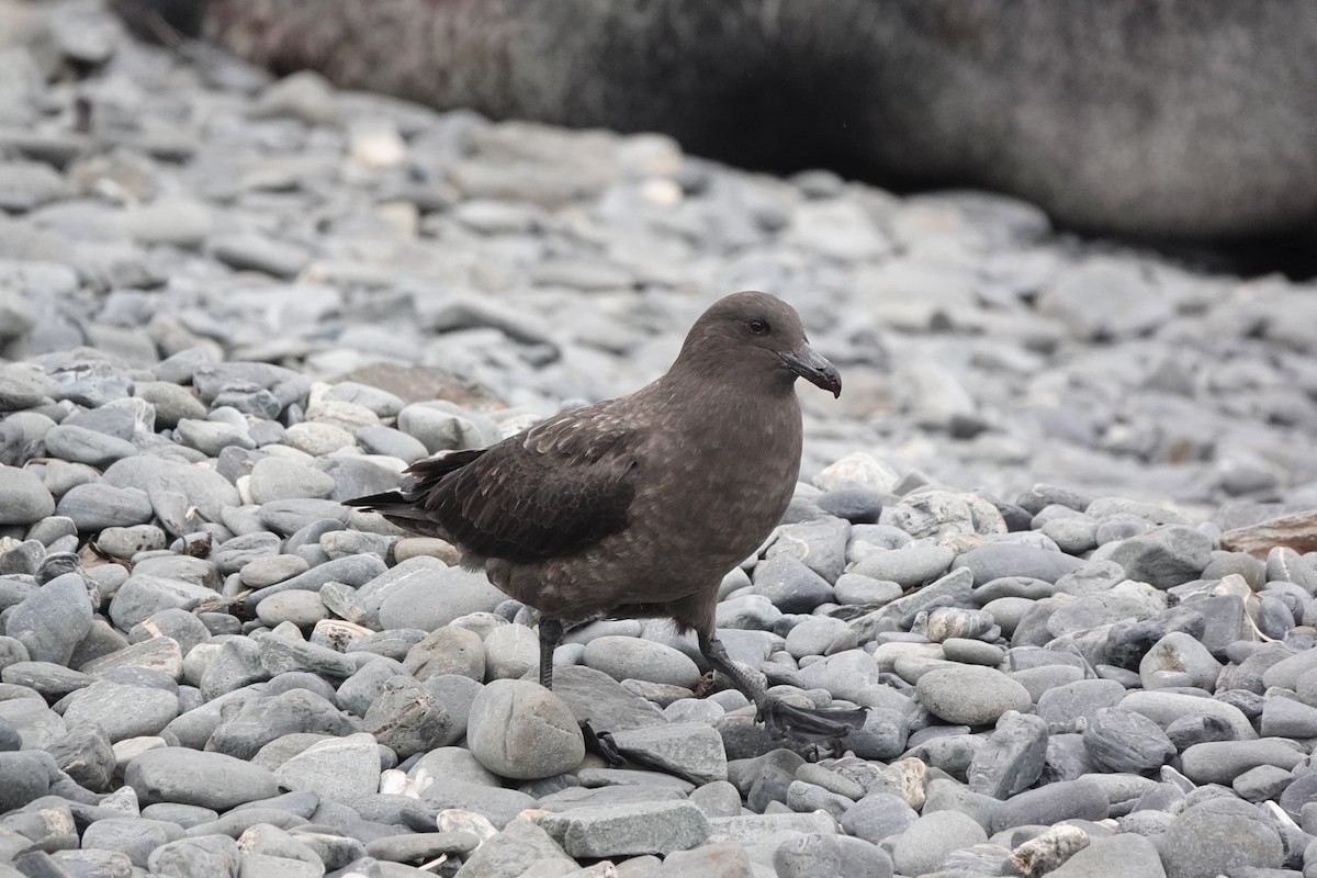 Brown Skua - ML520753001