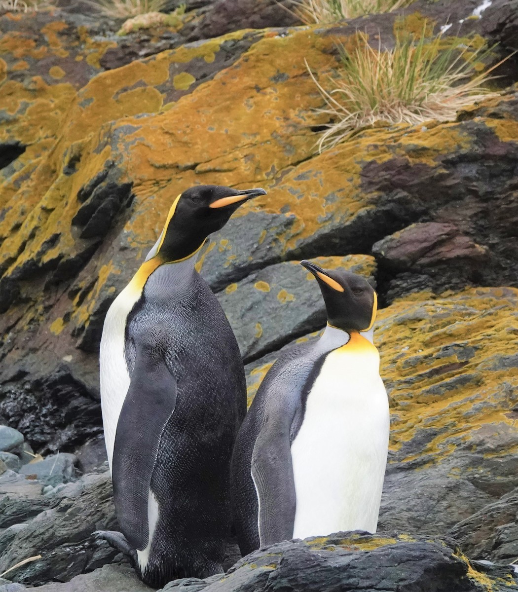 King Penguin - ML520753201