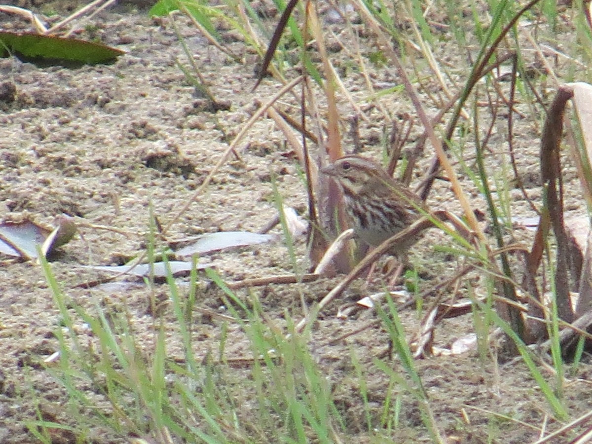 Song Sparrow - ML520753521