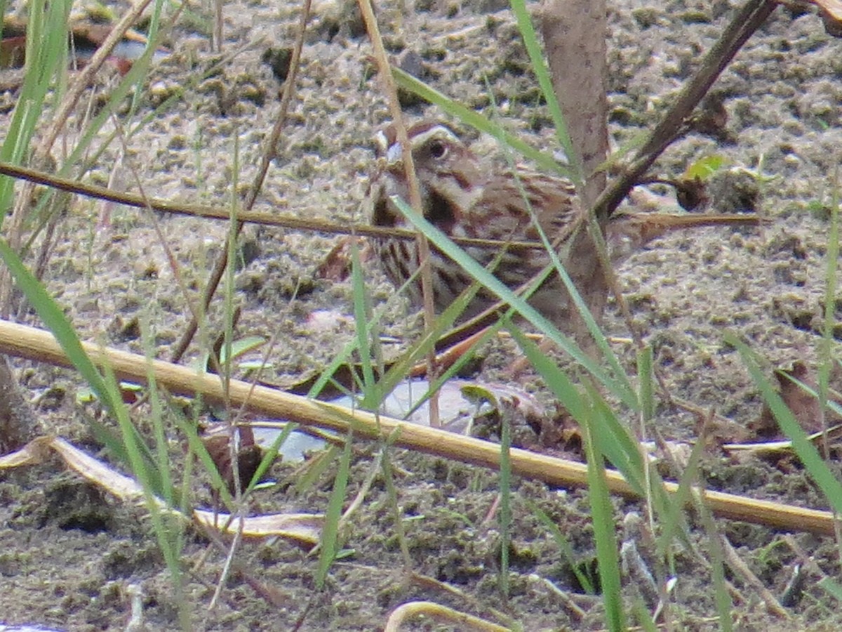 Song Sparrow - ML520753531