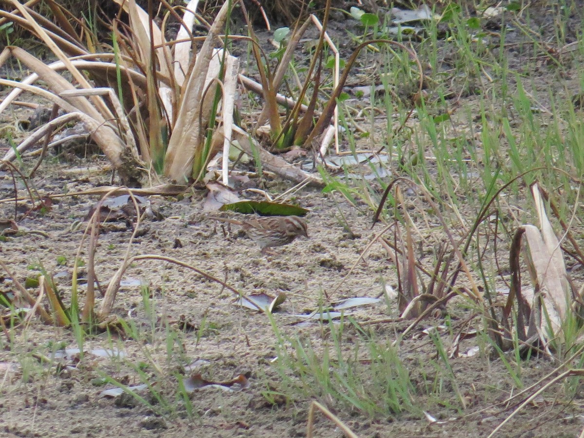 Song Sparrow - ML520753541