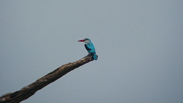 Woodland Kingfisher - ML520753651