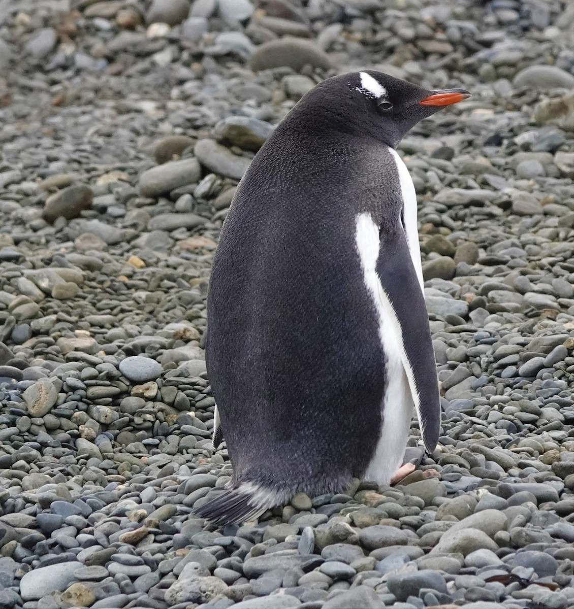 Gentoo Penguin - Rich Wilkens