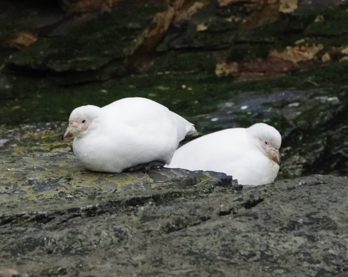 Snowy Sheathbill - ML520754241