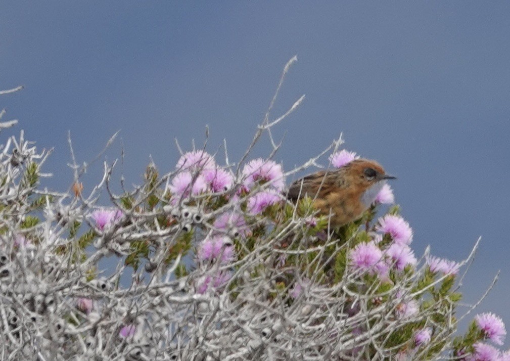 Southern Emuwren - ML520754531