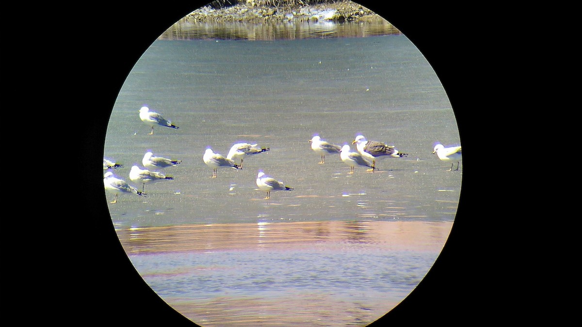 Lesser Black-backed Gull - ML520754681