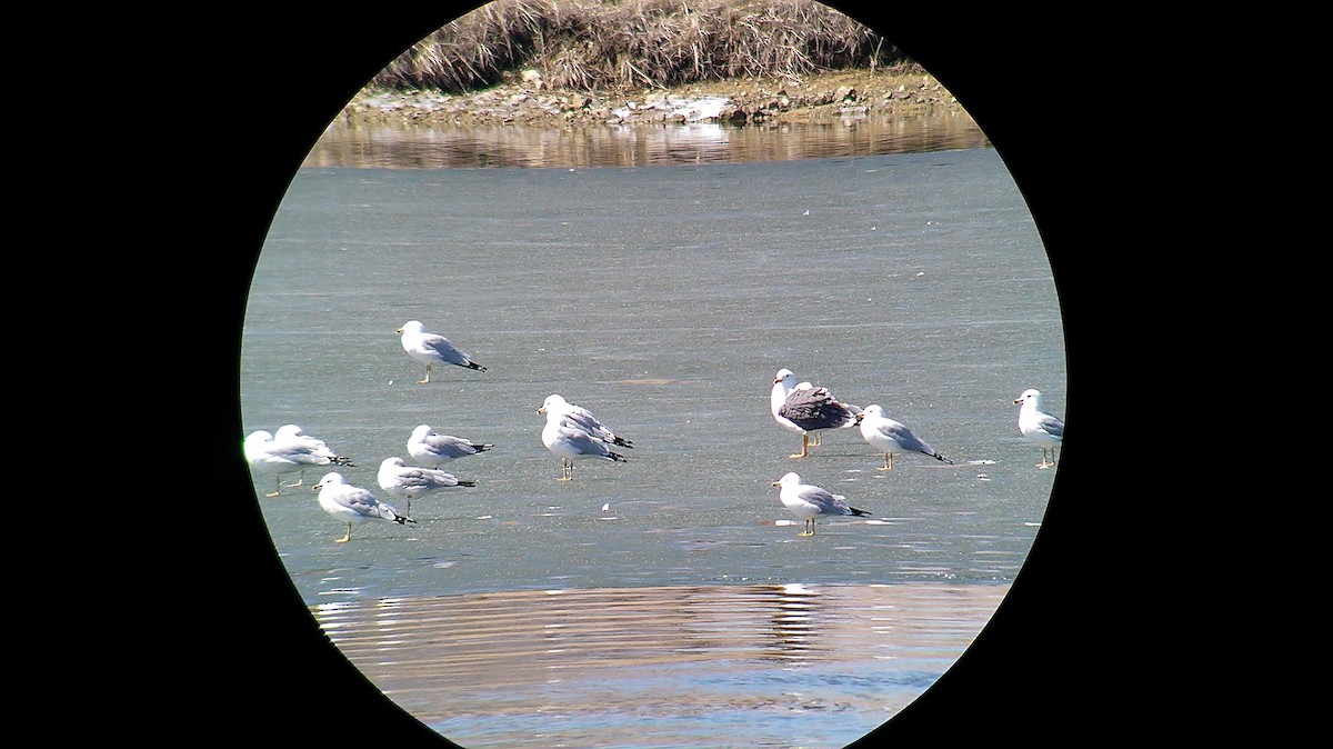 Lesser Black-backed Gull - ML520754691