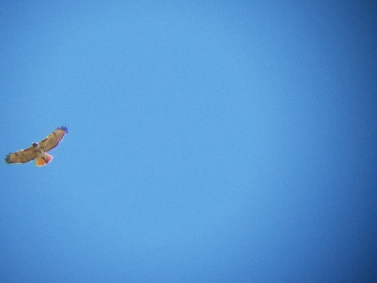 Red-tailed Hawk - ML52075471