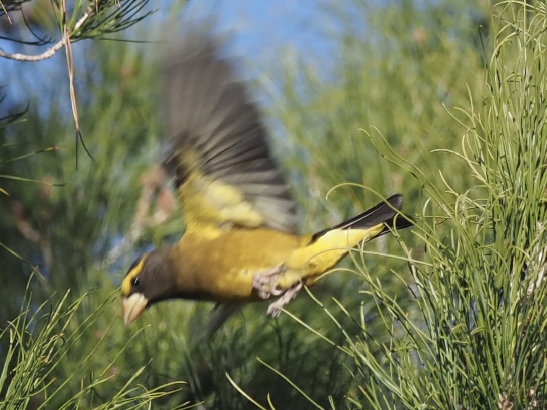 Evening Grosbeak - ML520754801
