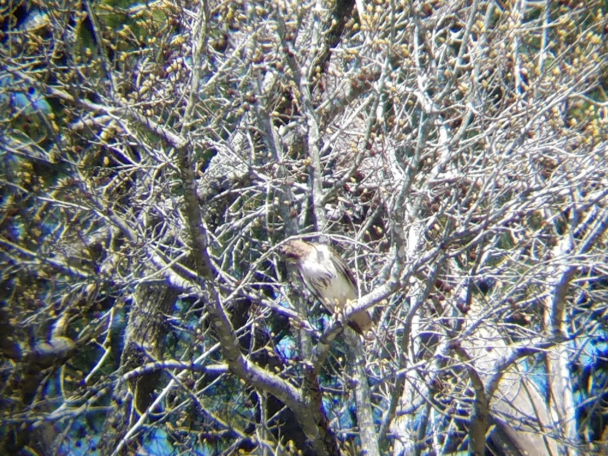 Red-tailed Hawk - ML52075481