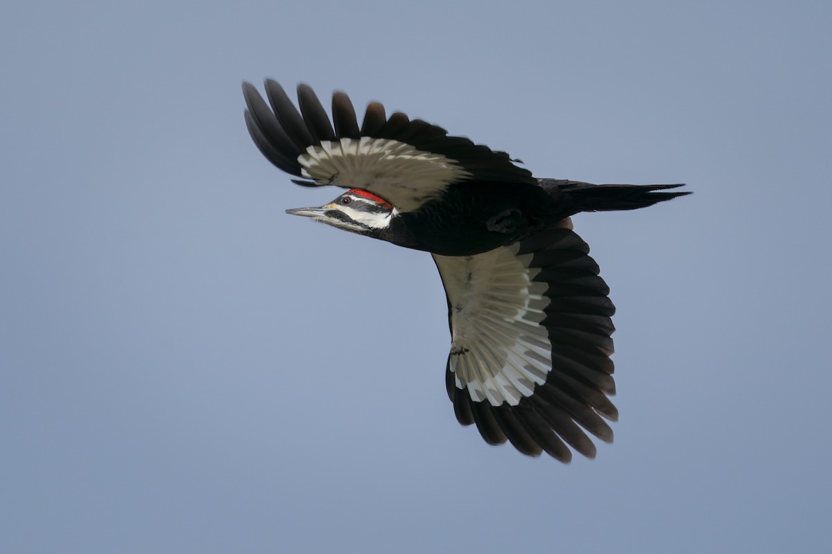 Pileated Woodpecker - ML520754961