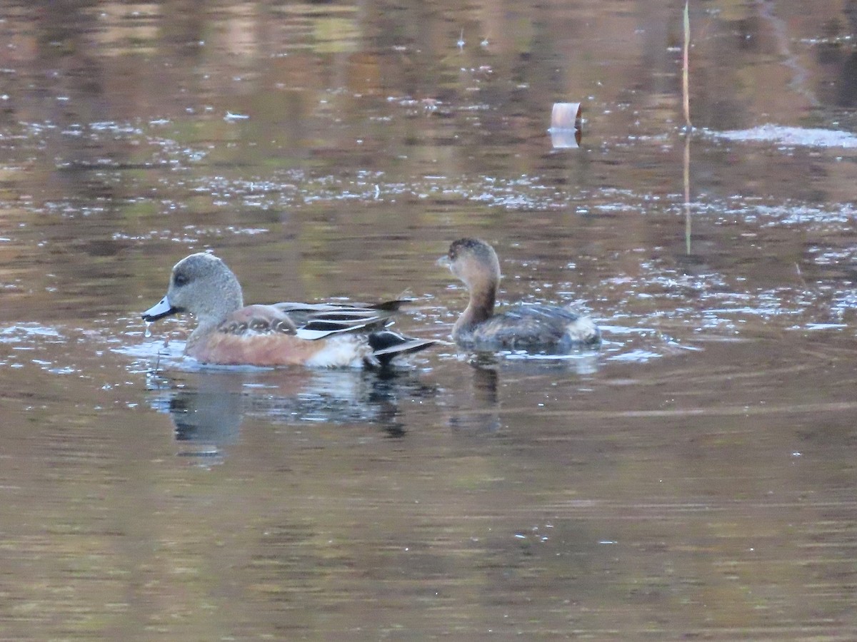 American Wigeon - Anne (Webster) Leight