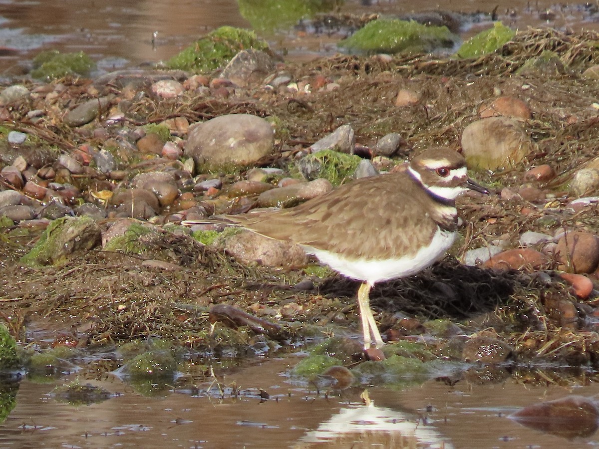 Killdeer - ML520755821