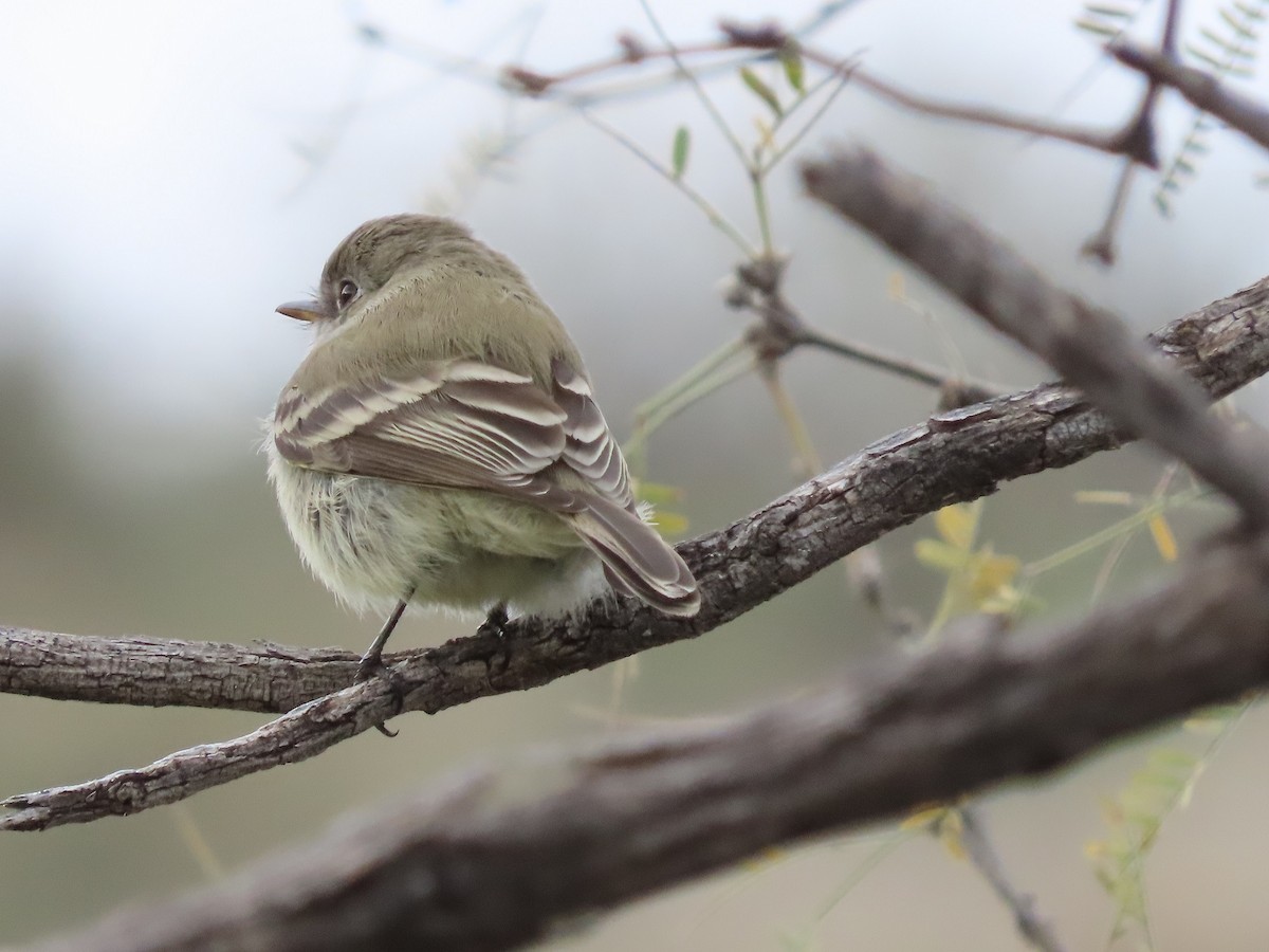 Gray Flycatcher - Anne (Webster) Leight