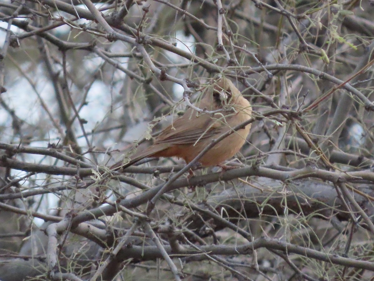 Abert's Towhee - ML520756641